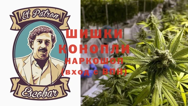 индика Новозыбков